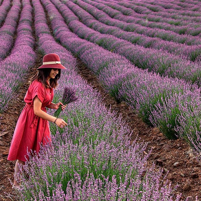 copia de lavender field