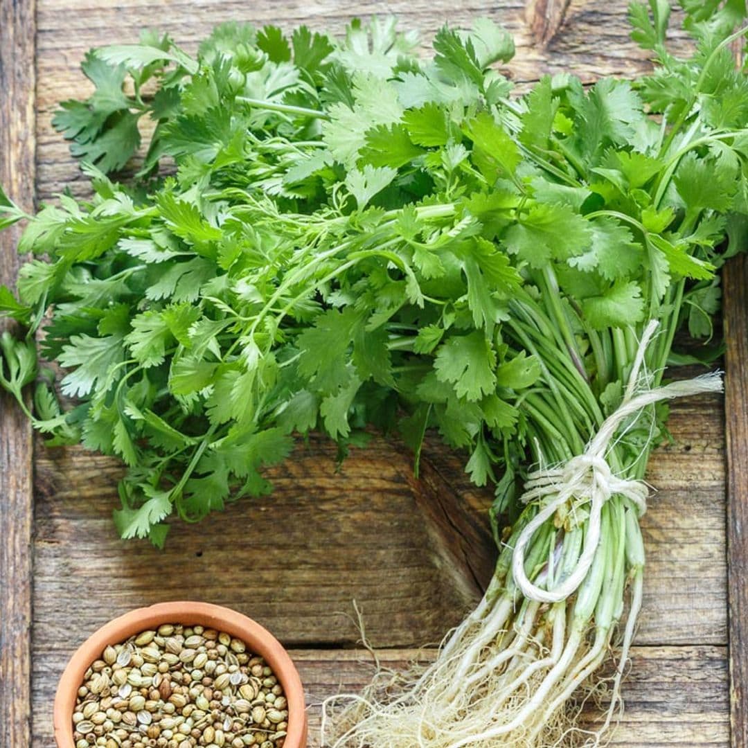 Descubre todas las propiedades y beneficios del cilantro