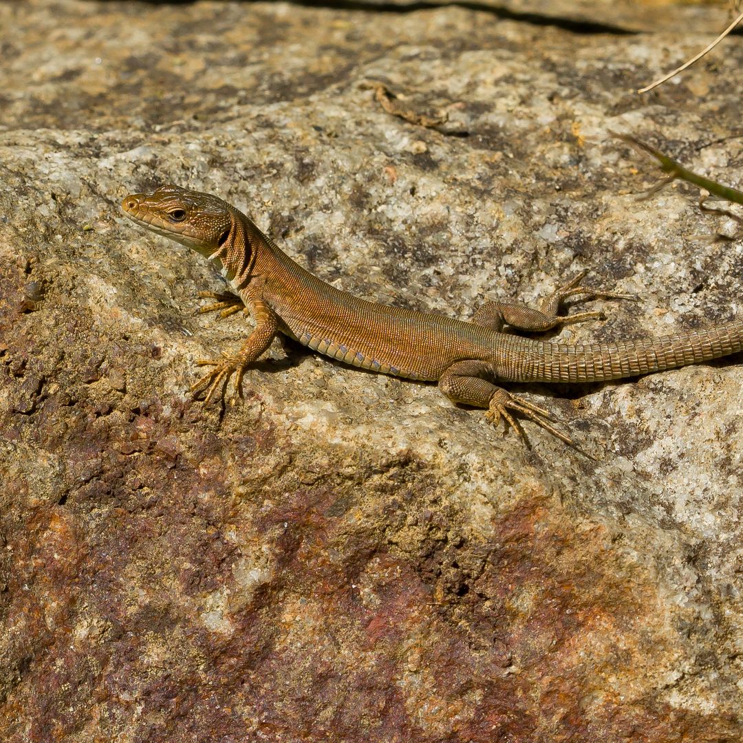 Lagartija de las Columbretes