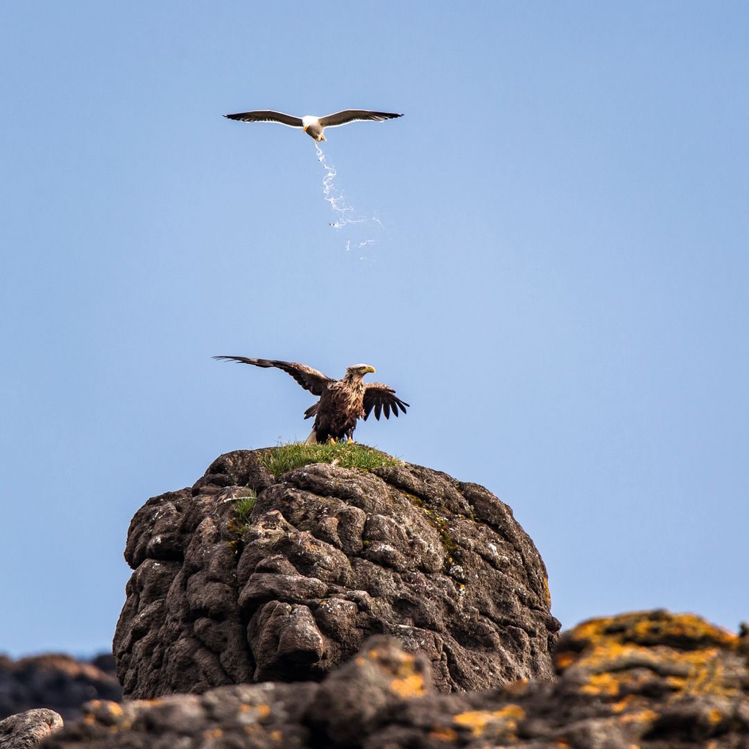En un día de descanso en el noroeste de Islandia, tras cinco semanas de trabajo científico en Groenlandia, Antoine Rezer captó a un águila de cola blanca siendo acosada insistentemente por una gaviota