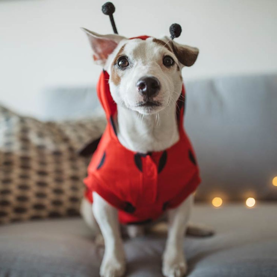 Los disfraces de Halloween más divertidos para tu mascota, ¿cuál te gusta más?