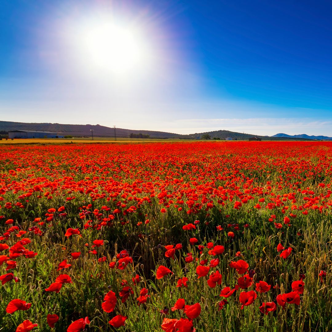 Cuándo empieza la primavera 2026 : día y la hora en que cambia oficialmente la estación en España