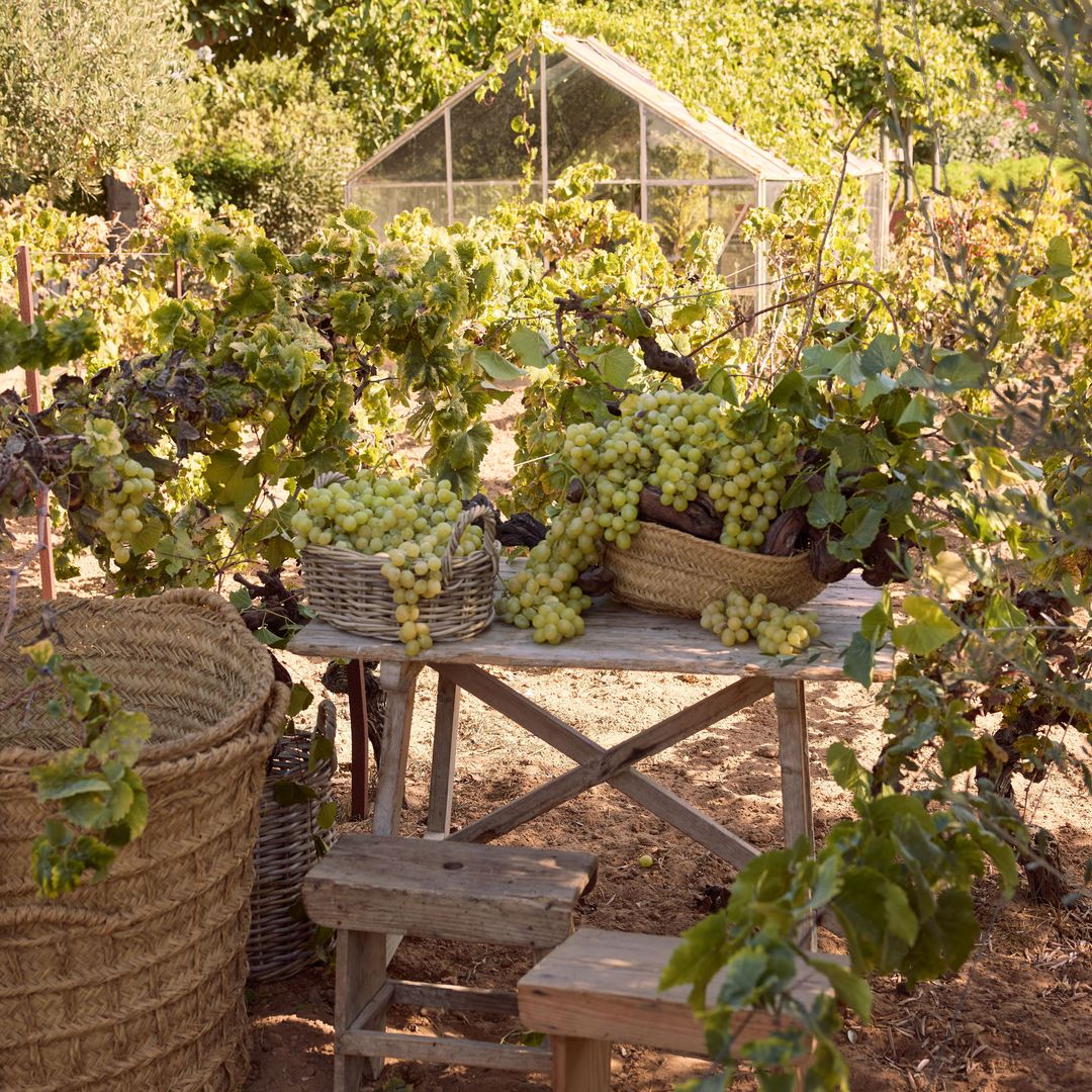 El viñedo de las bodegas Barbadillo