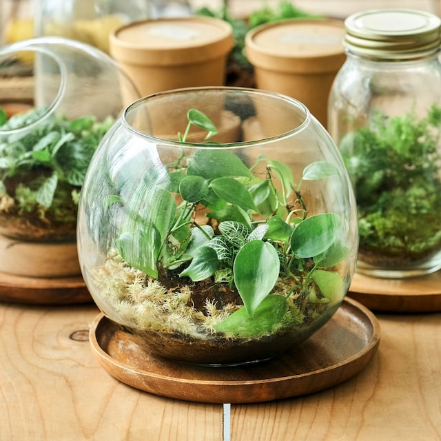 Terrario con plantas