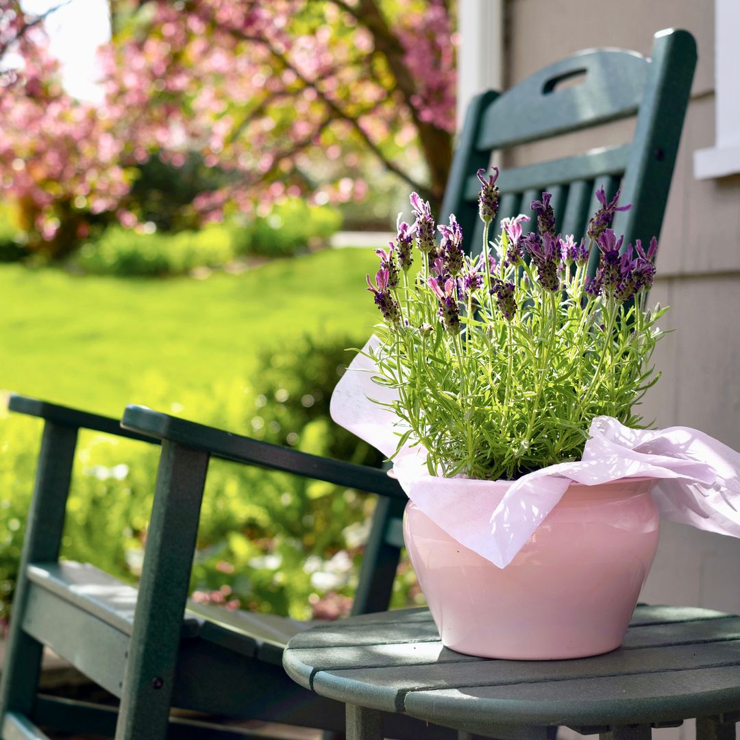 10 plantas de flores moradas fáciles de cuidar para alegrar tu jardín o terraza