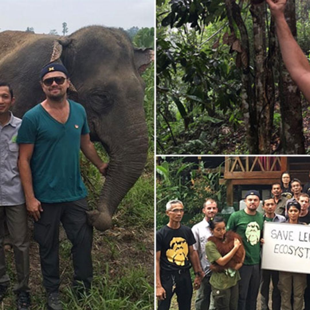 El viaje más intrépido de Leonardo DiCaprio entre orangutanes y elefantes