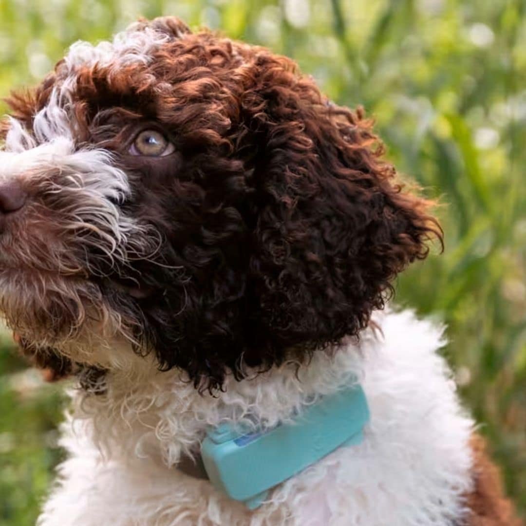 No pierdas a tu perro: los GPS más fiables y fáciles de usar