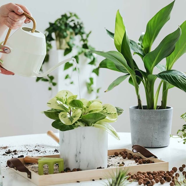 plantas sin flor