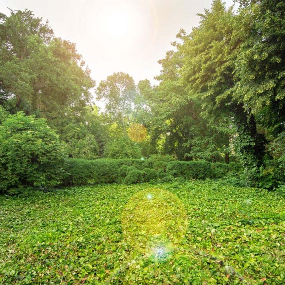 Alternativas para sustituir al césped en tu jardín sin renunciar a la pradera