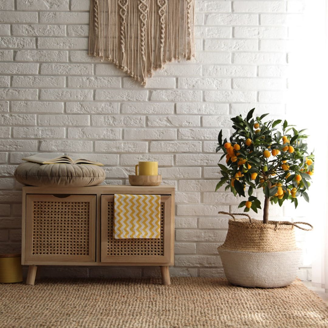 Naranjo chino o kumquat, un árbol frutal perfecto para decorar en interior y exterior