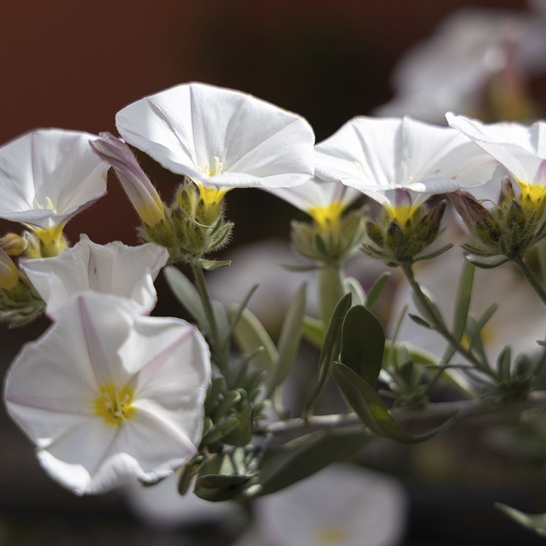 Así se cuida la campanilla plateada: la planta con flor de exterior ideal para climas mediterráneos