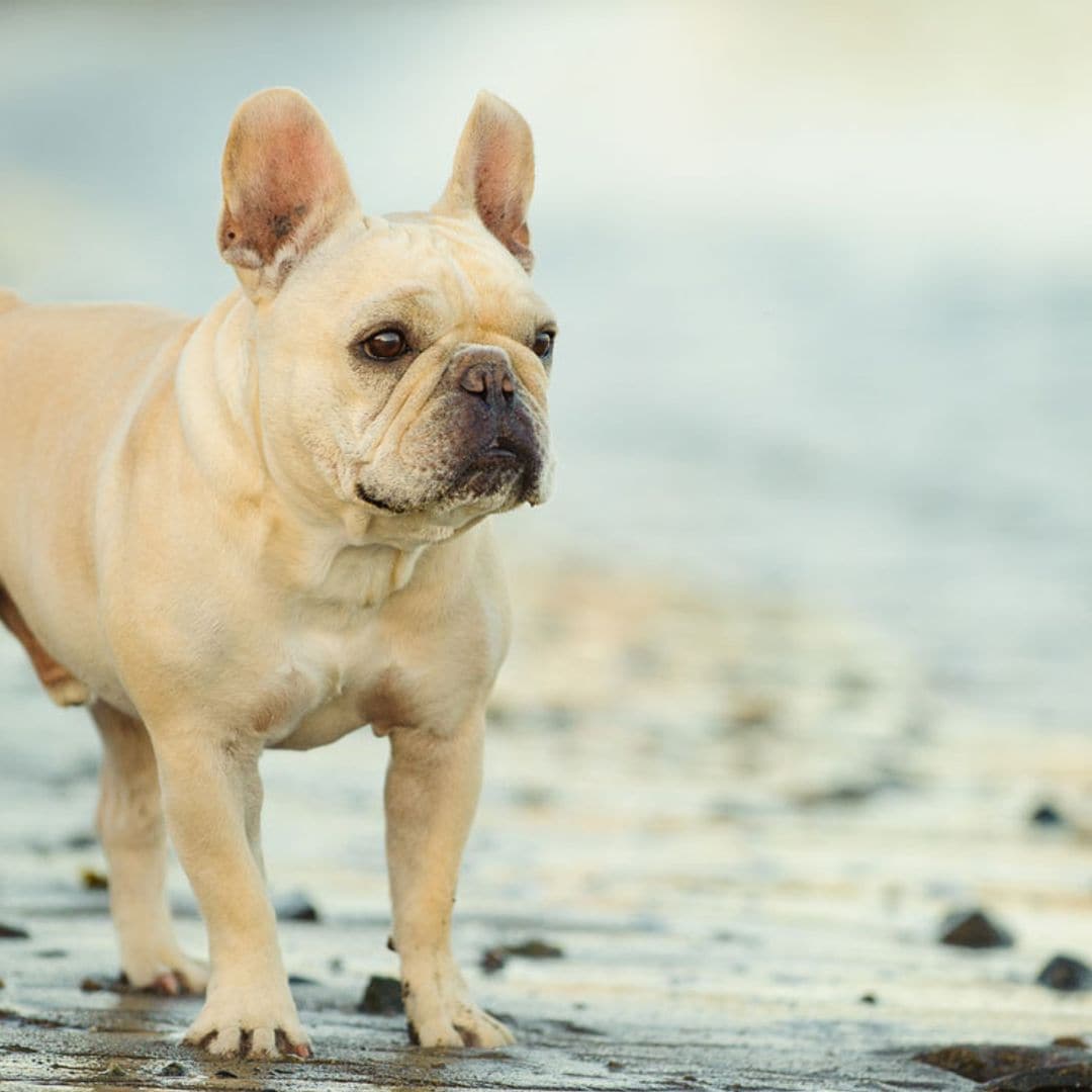 Imágenes de los diferentes tipos de bulldog francés