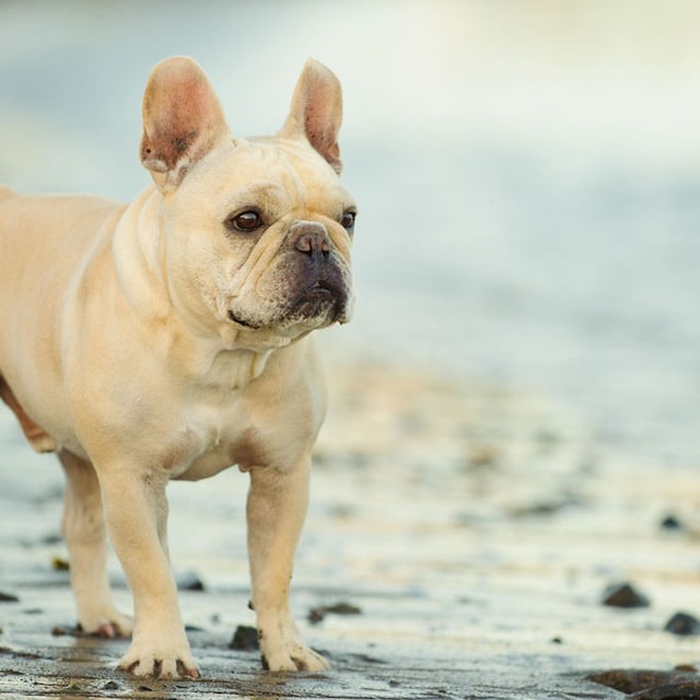bulldog frances