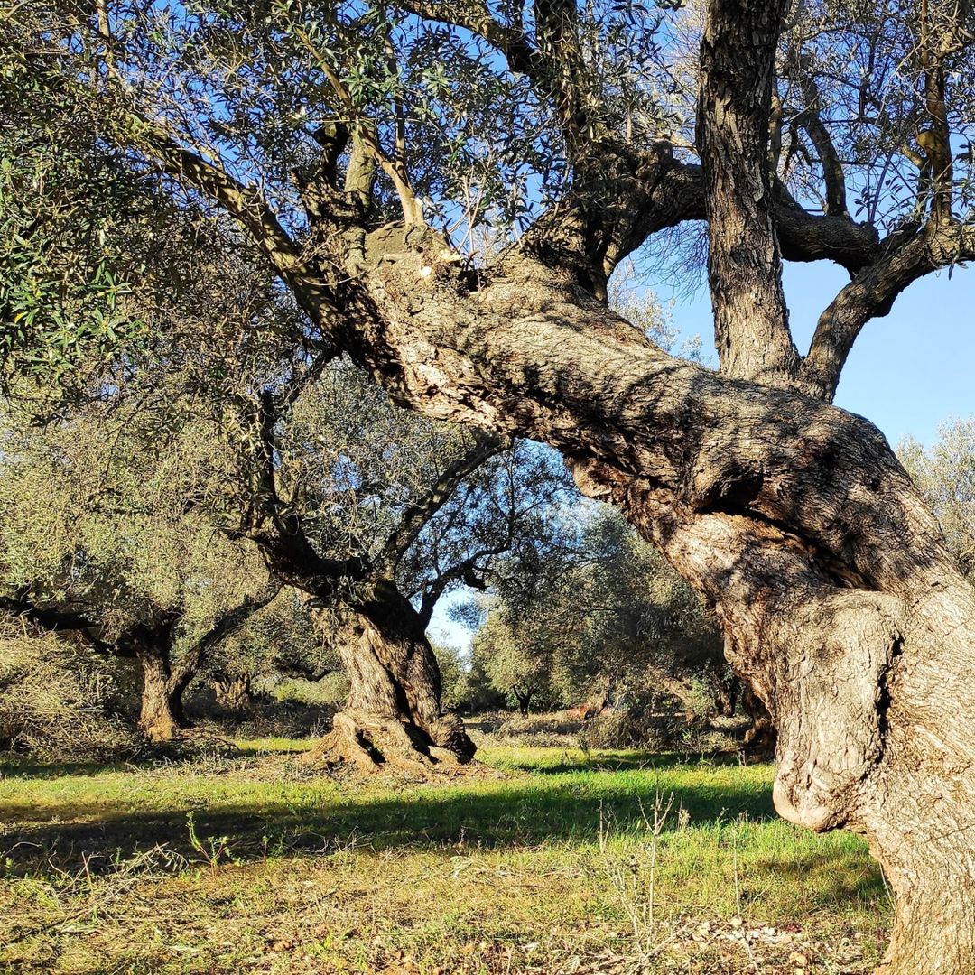 Olivos centenarios de Aceites Sant Mate, Castellón