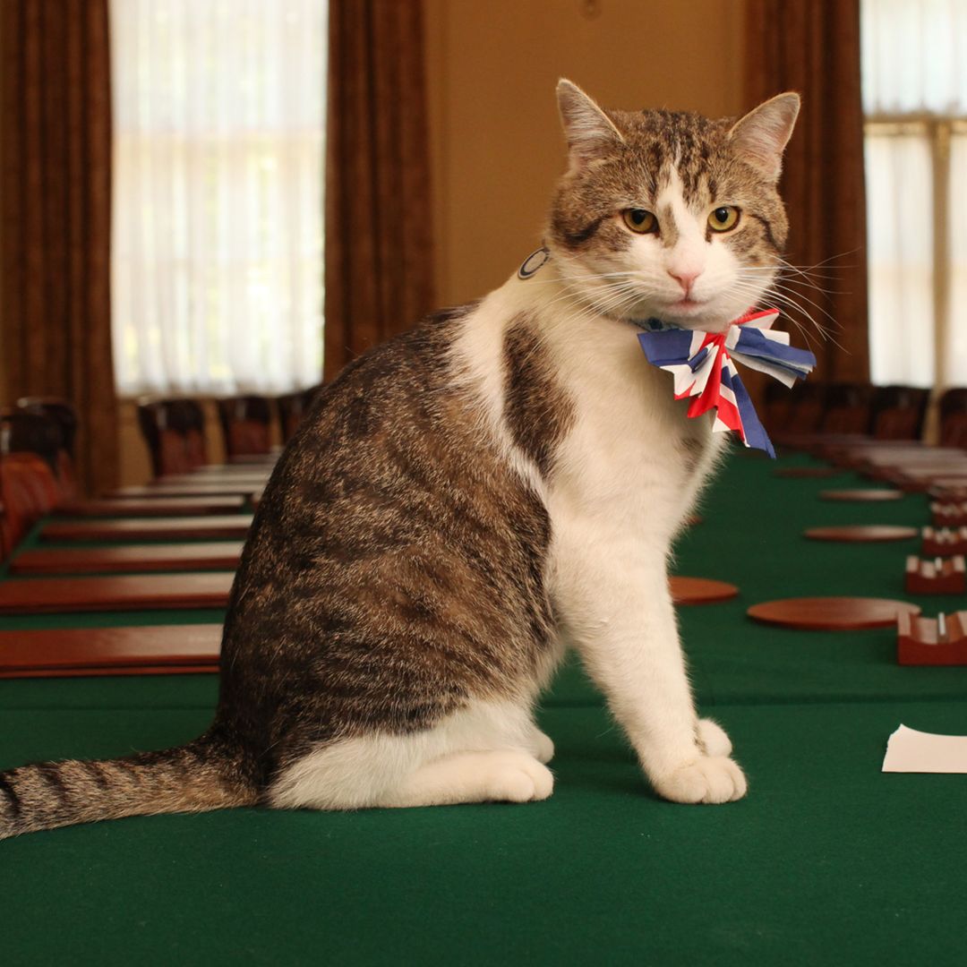 El gato Larry celebra 15 años en Downing Street: 15 imágenes que resumen su 'reinado'
