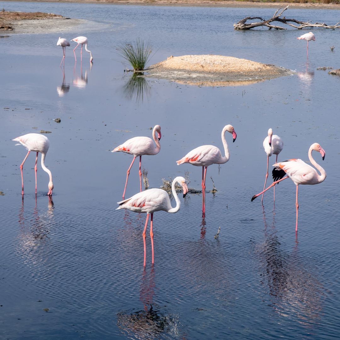 Flamencos en el Parque Natural de s'Albufera, Alcúdia, Mallorca
