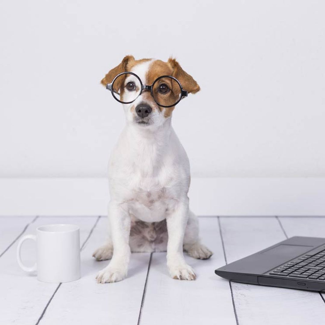 ¿Sabes cómo ve tu perro el mundo?