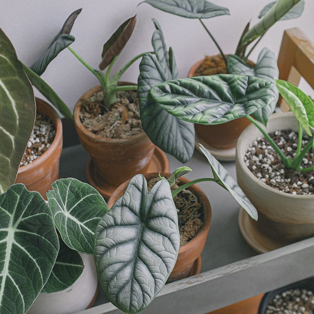 Cómo cuidar la alocasia, una planta de interior original y fácil
