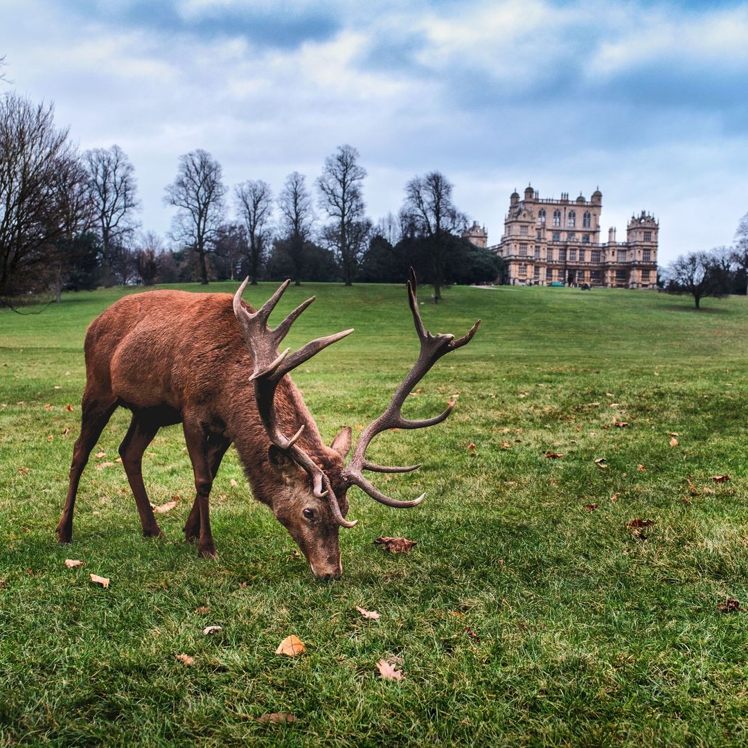 La espectacular mansión isabelina Wollaton Hall, rodeada de un enorme parque, Nottingham, Inglaterra