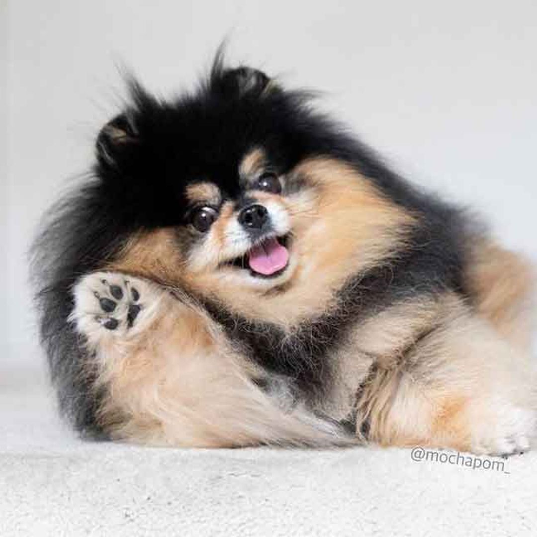 Mocha, la adorable perrita que se ha aprendido el baile de moda