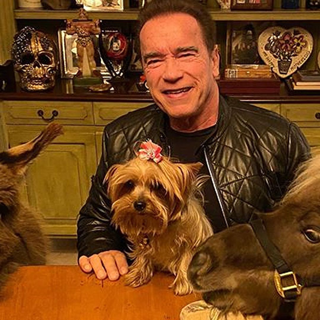 Perros, burritos... Arnold Schwazenegger pasa la cuarentena con la mejor compañía