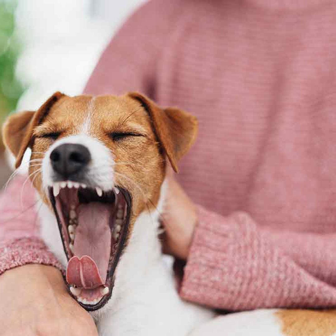El bostezo de tu perro podría indicar que tú sientes ansiedad o miedo