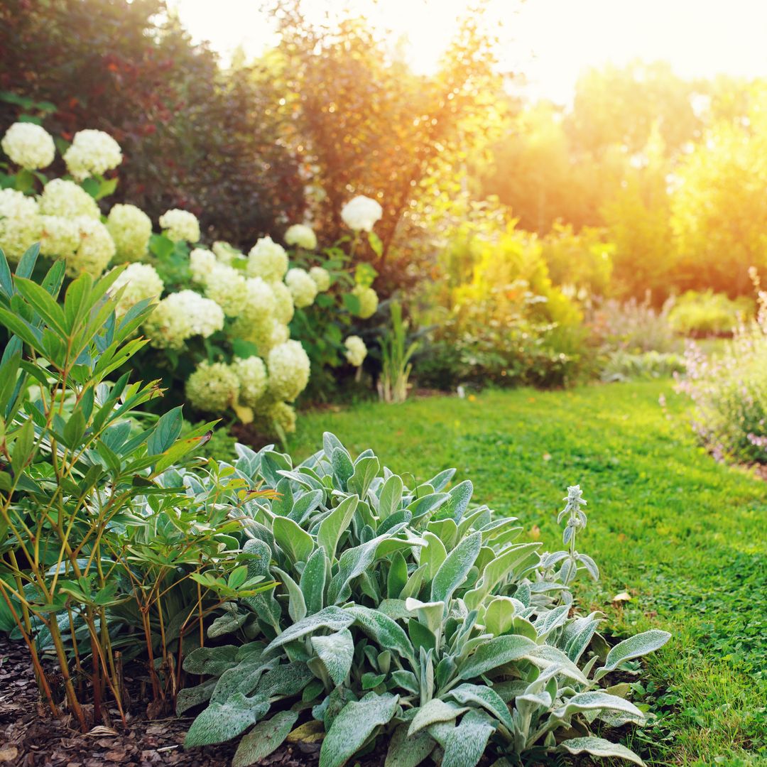 Cómo combatir las plagas más comunes que pueden sufrir tus plantas este verano y disfrutar de un jardín impecable