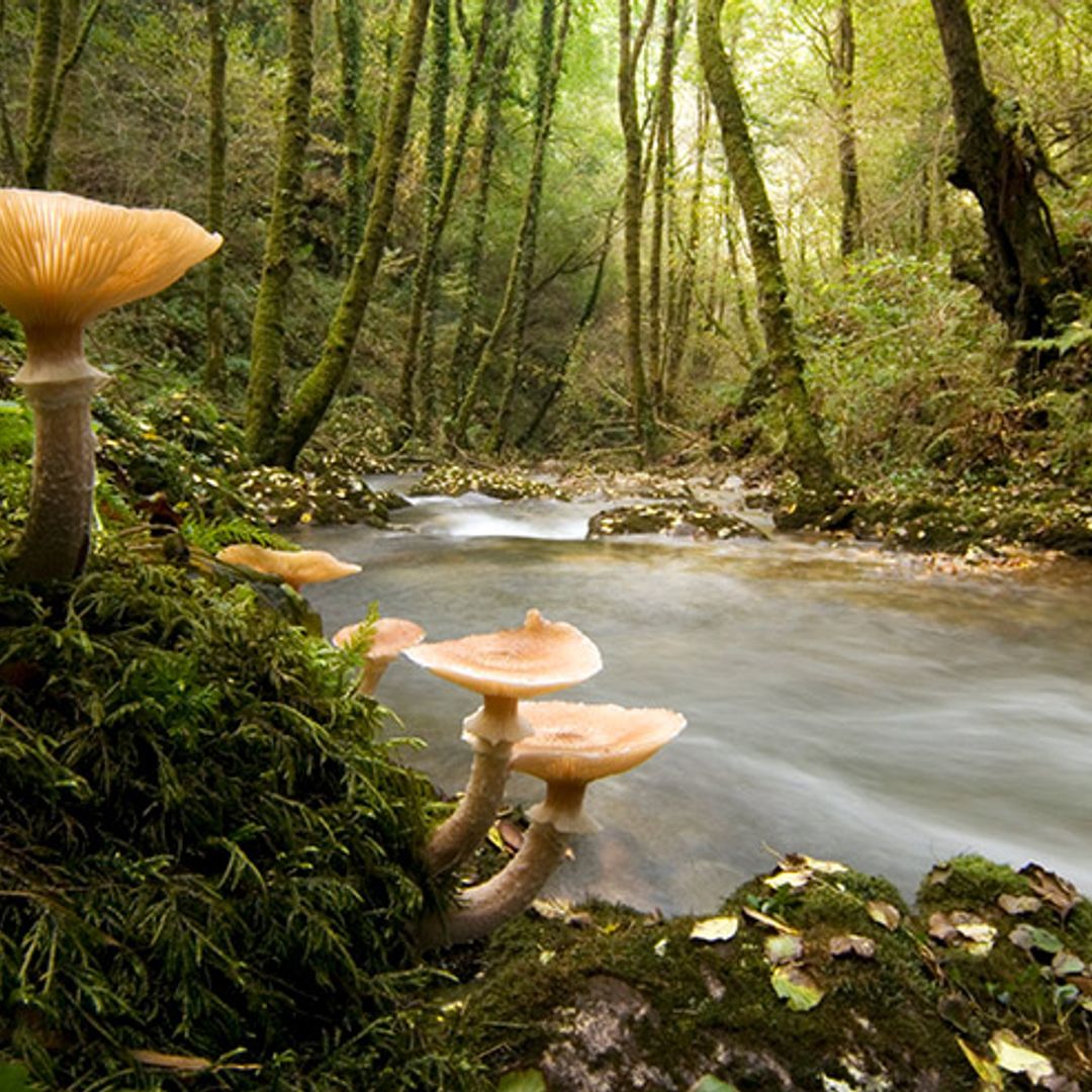 Un bosque de ensueño en A Coruña para descubrir esta primavera