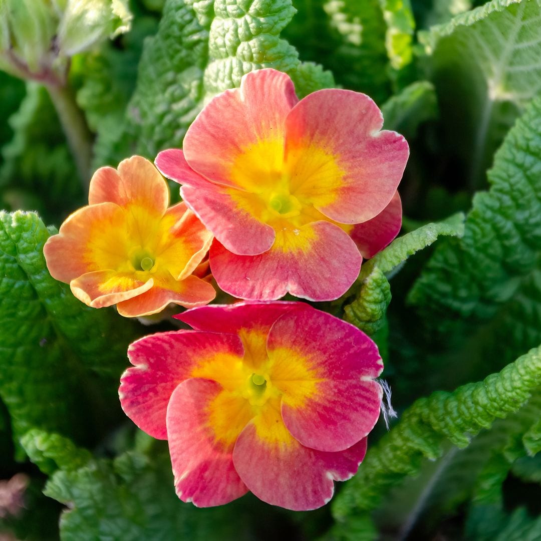 Esta planta de interior tropical tiene la flor más bonita que puedes tener en casa (y no es la que imaginas)