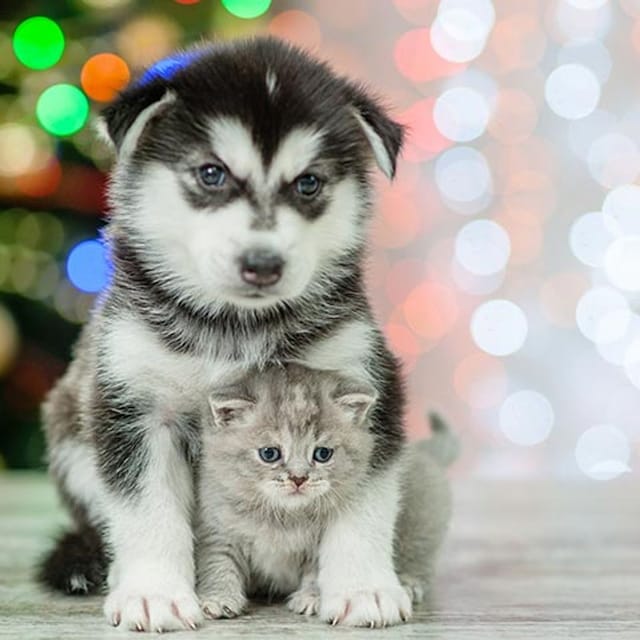 razas de perro navidad