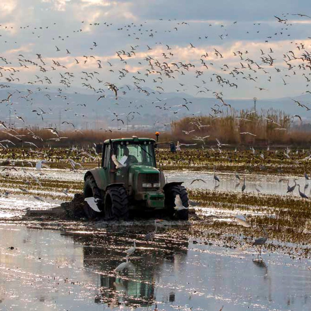 Extensión de arroz, de cultivo en la Albufera de Valencia