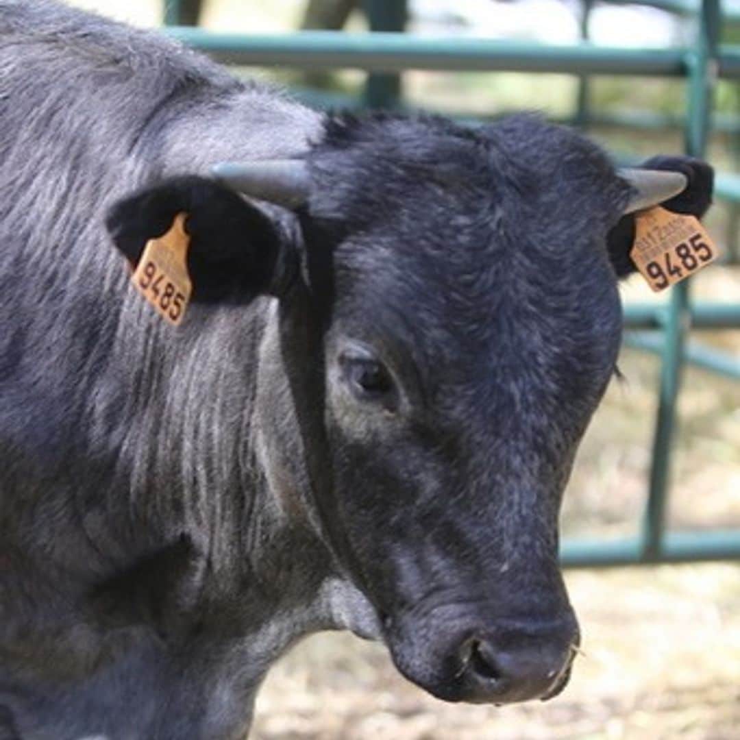 Vaca de SICampo, festival de campo en el hipódromo de Madrid.