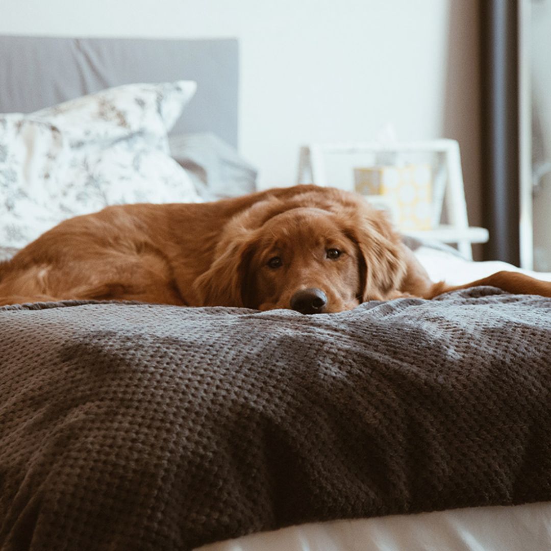 Cómo limpiar tu casa (y mantenerla) si tienes mascotas