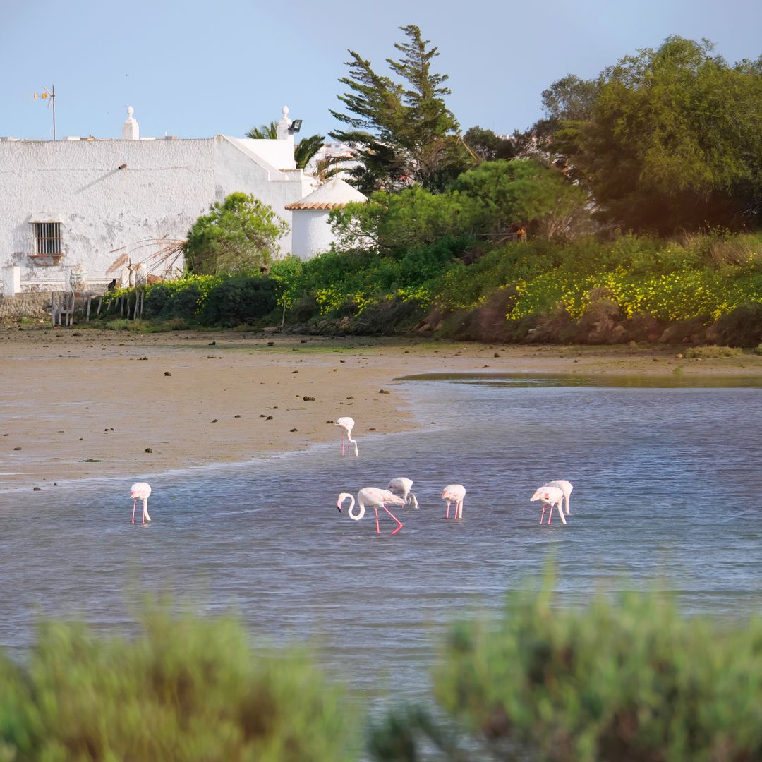 Flamencos en el Parque Natural Bahia Cadiz cerca de Chiclana de la Frontera