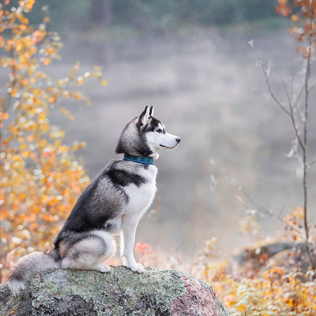 Si te gustan los lobos, estas razas de perro te encantarán