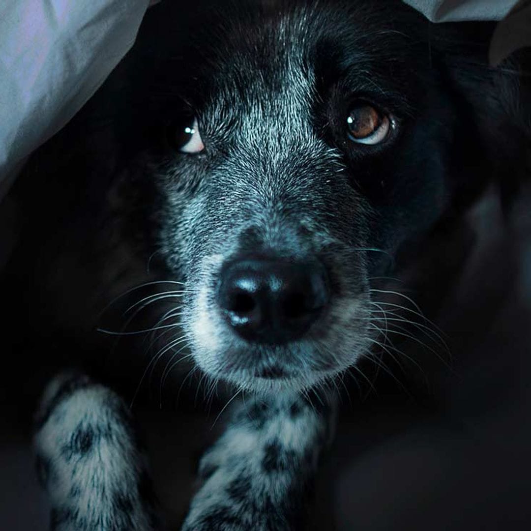 ¿Has presenciado un caso de maltrato animal? Así debes denunciarlo