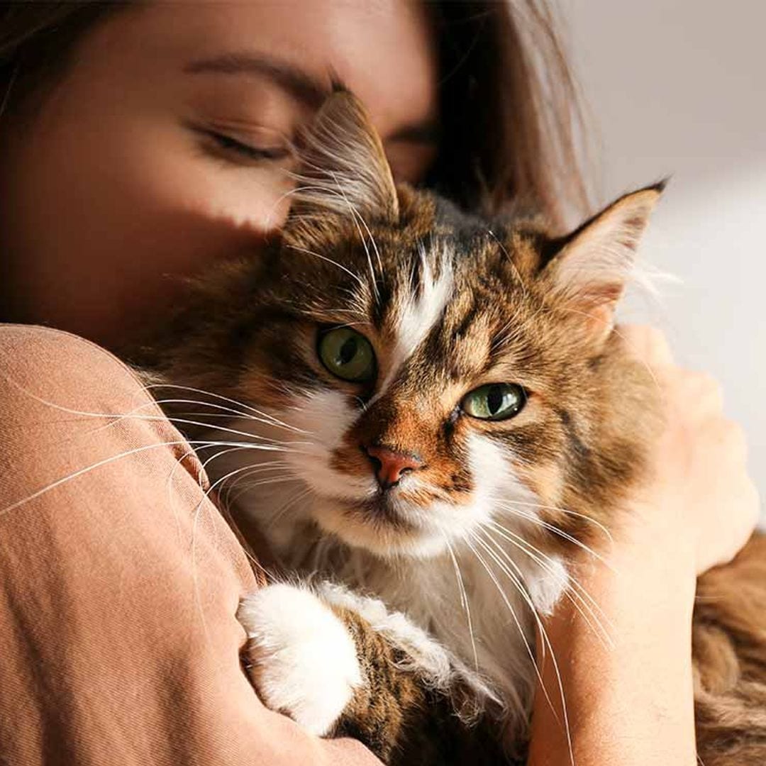 Gato siberiano y maine coon, comparativa de dos razas con pedigrí