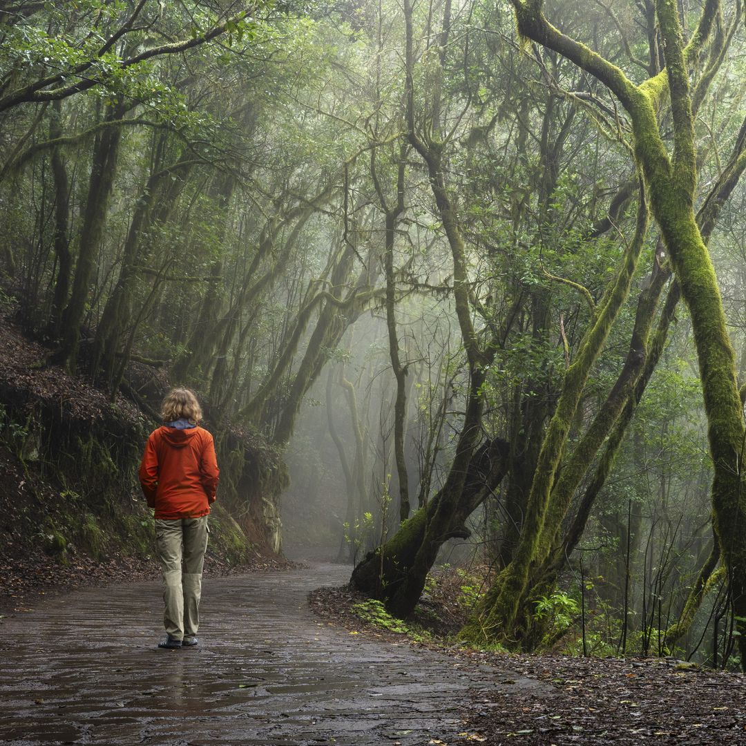 Bosque de laurisilva,  Parque Nacional de Garajonay, La Gomera, Islas Canarias