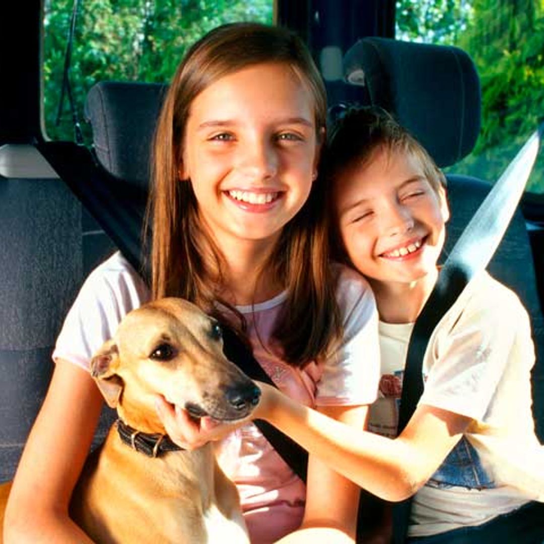 Objetos imprescindibles para viajar con tu perro