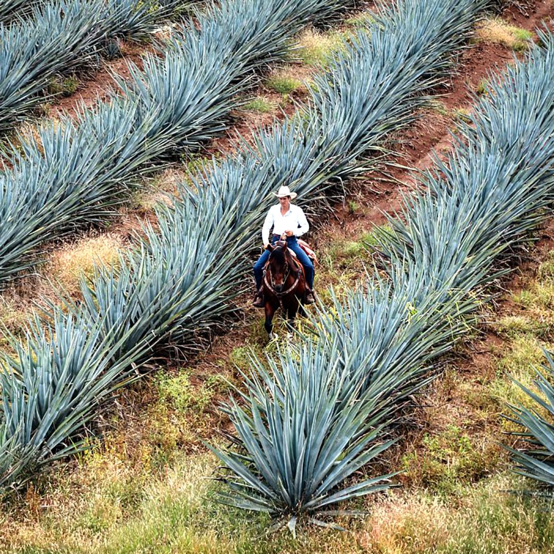 Fotograma de Monarca