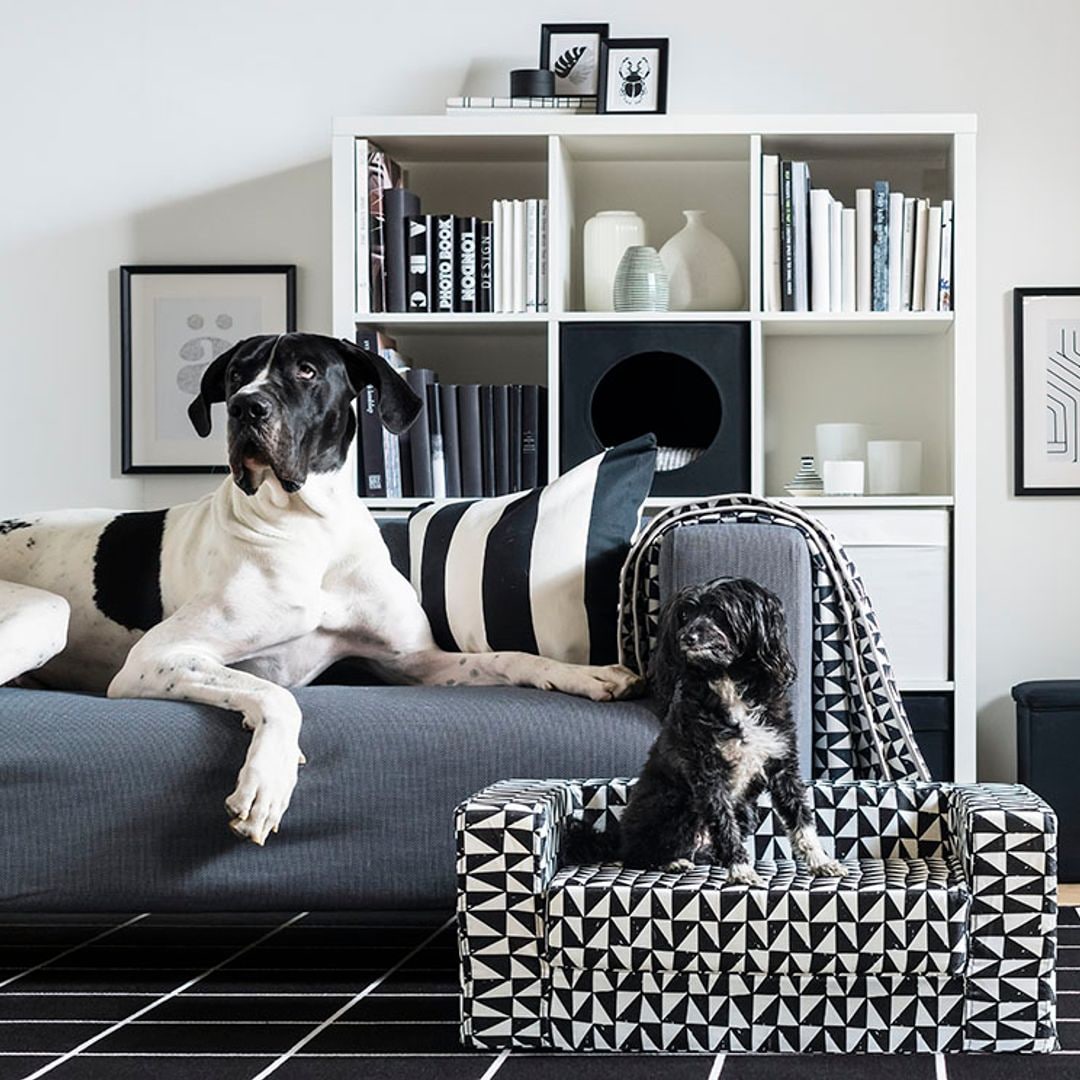 ¿Tienes mascota? Estos son los mejores suelos para tu casa