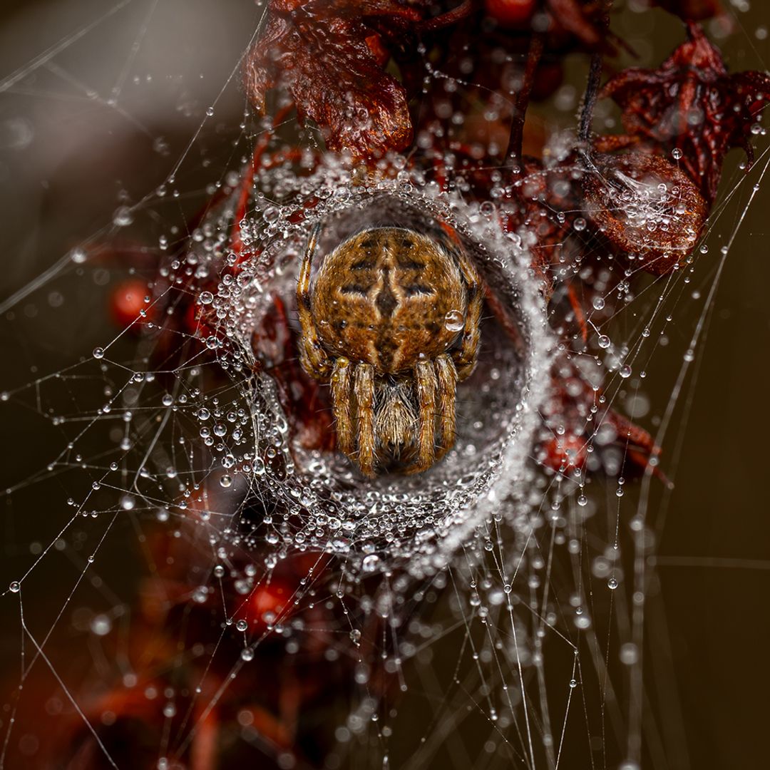 Estas son las fotografías ganadoras del Wild Photographer of the Year 2025: hay dos españoles entre los premiados