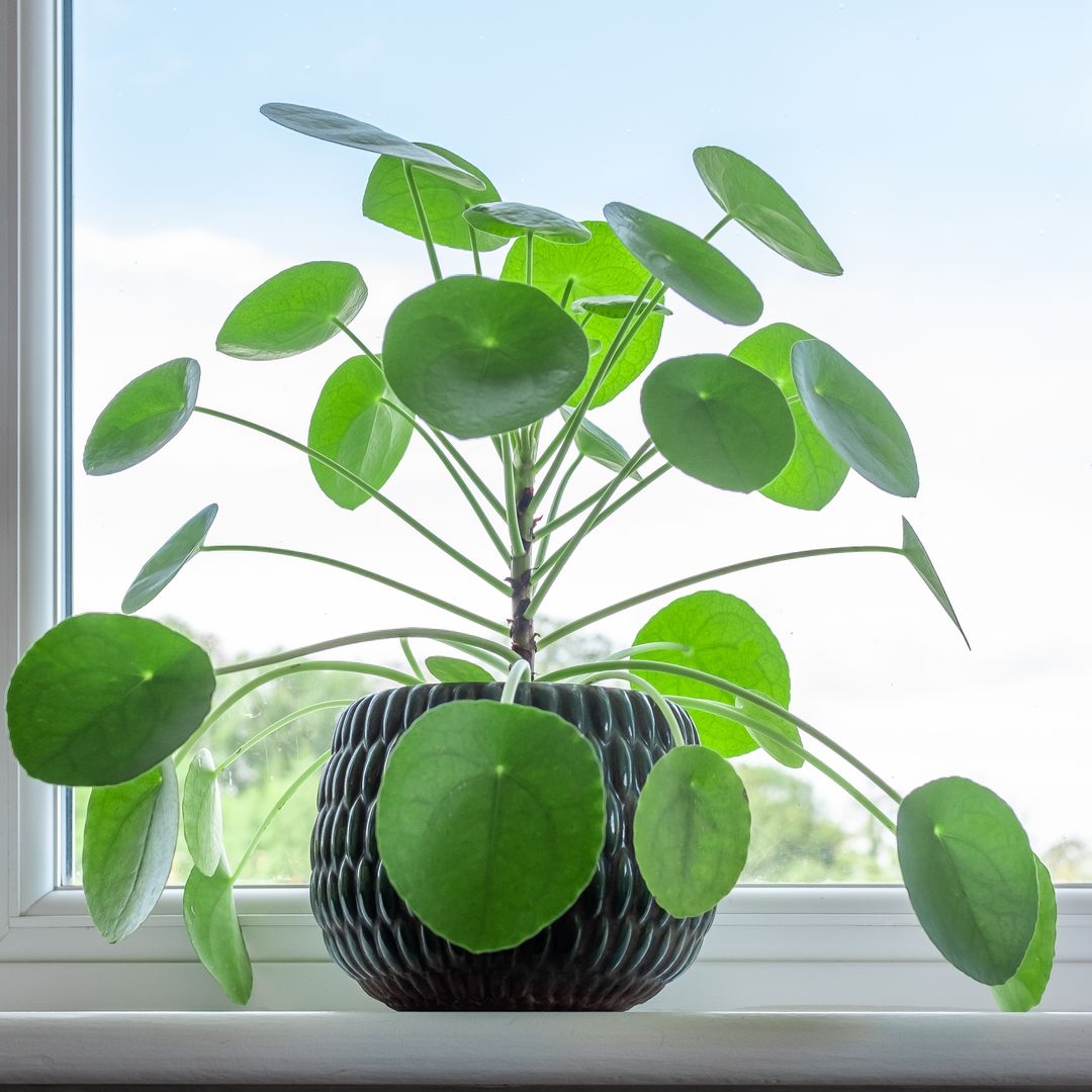 Planta del dinero sobre el alféizar de una ventana en el interior de una casa