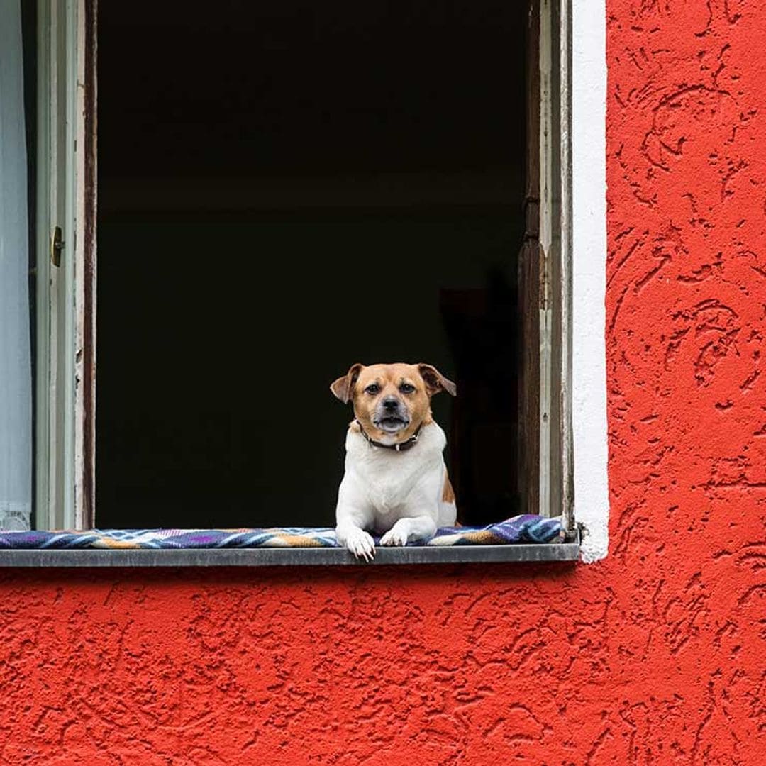 Pasos a seguir si el perro de tu vecino no para de ladrar