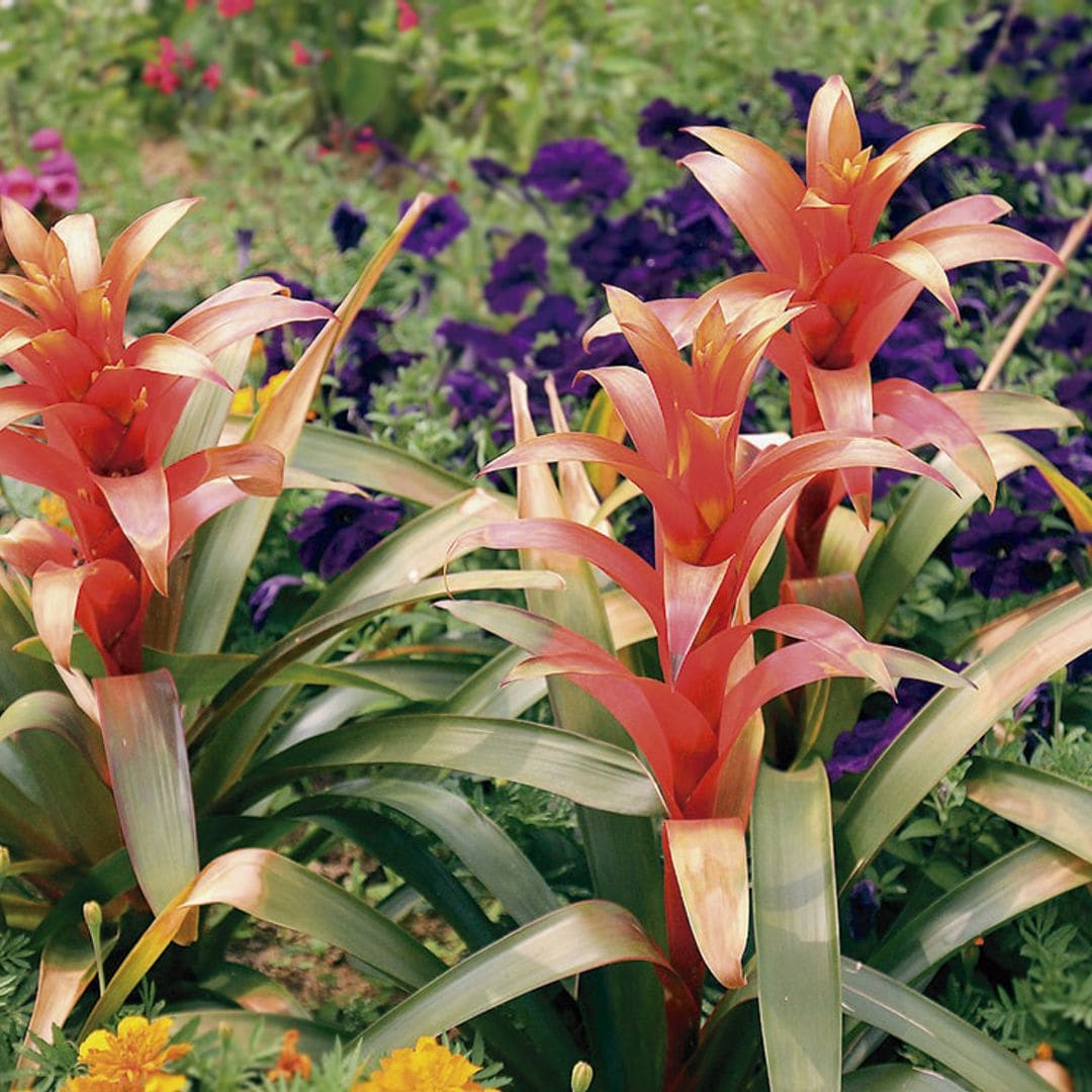 Cómo cuidar la guzmania para que decore y alegre el interior de tu casa