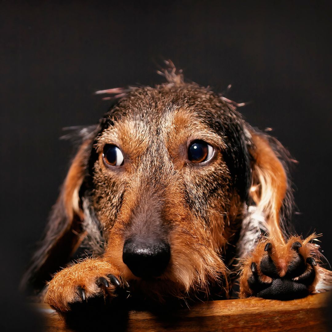 Dejar solo a un perro más de 24 horas puede salirte caro: la enorme multa a la que te expones