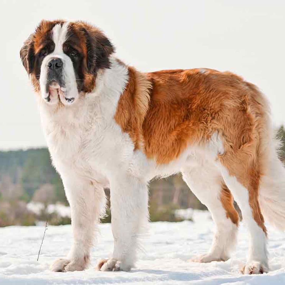 Comparativa de perros grandes: san bernardo y gran danés