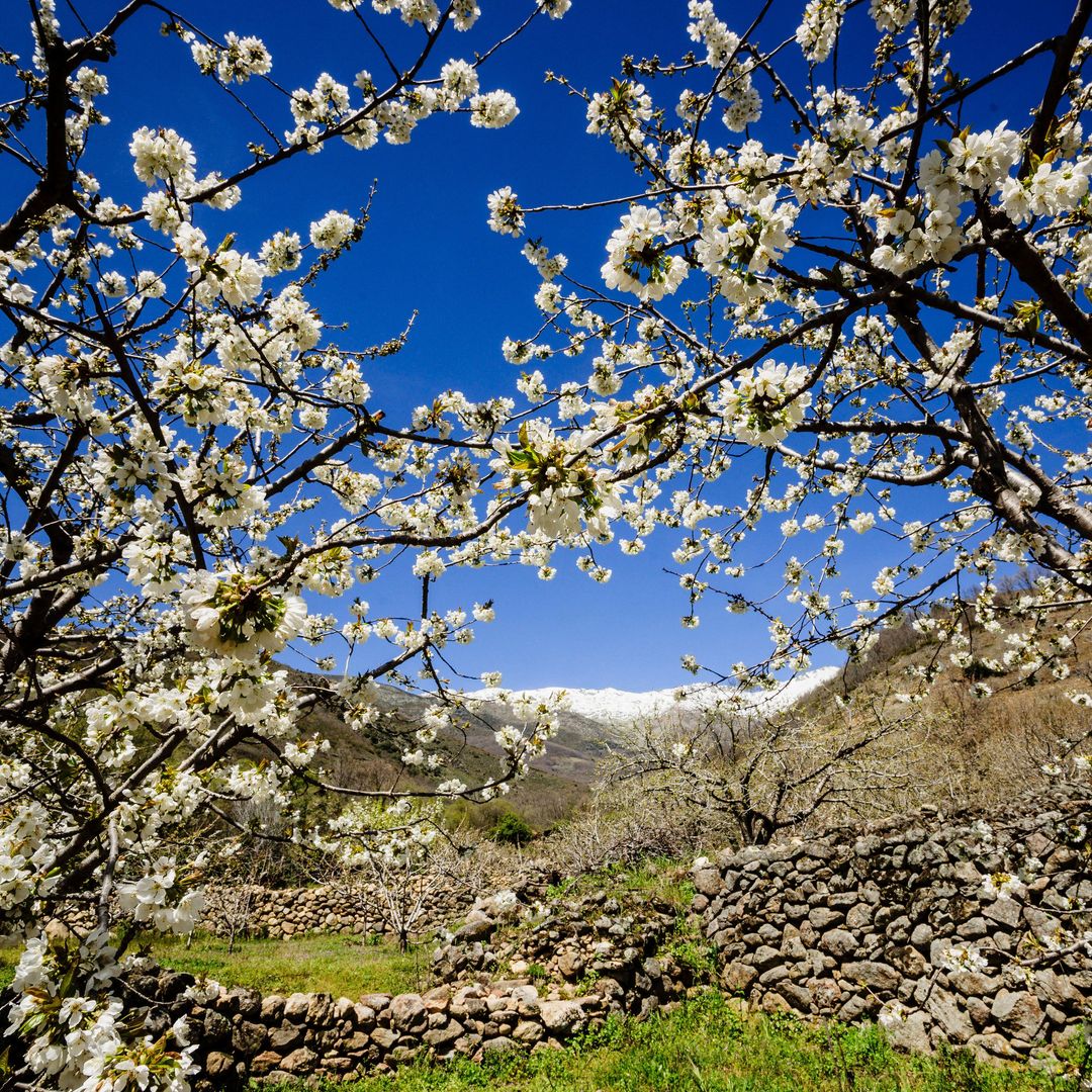 Valle del Jerte y cerezos en flor: 4 claves para disfrutar de todo su esplendor