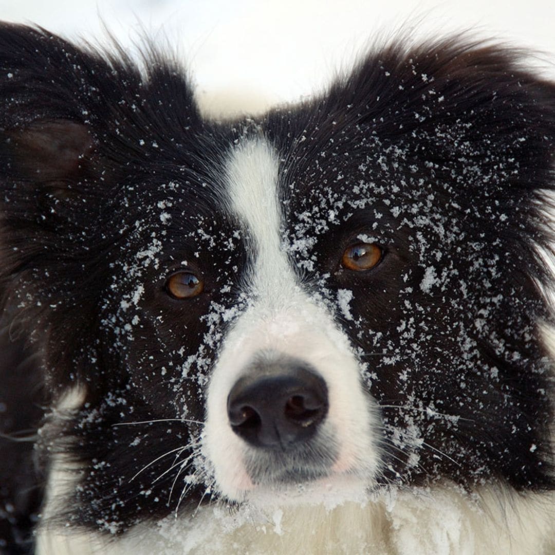 Flo, la border collie que salvó a una persona enterrada en la nieve