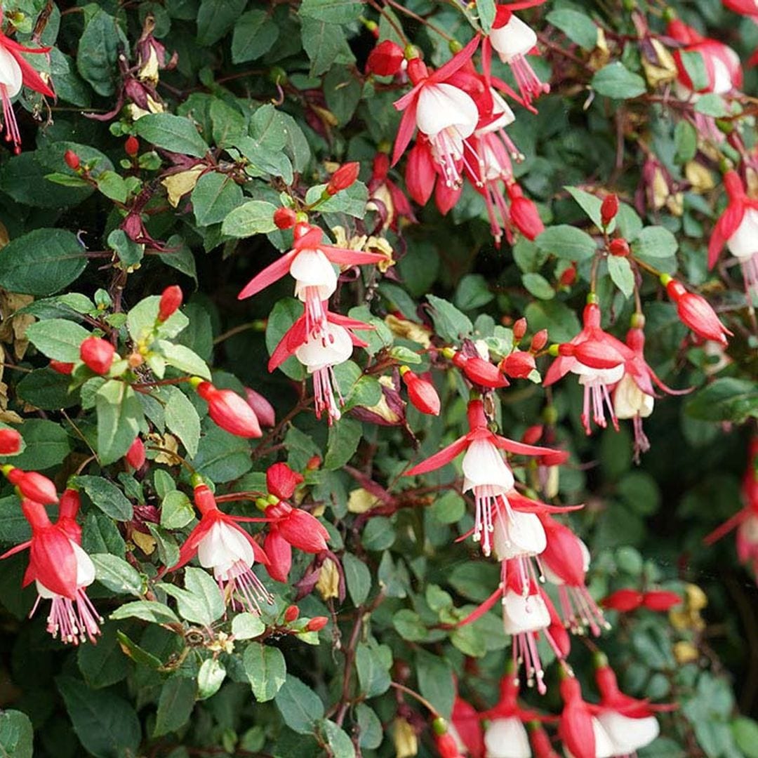 Secretos para que tu fucsia crezca espectacular